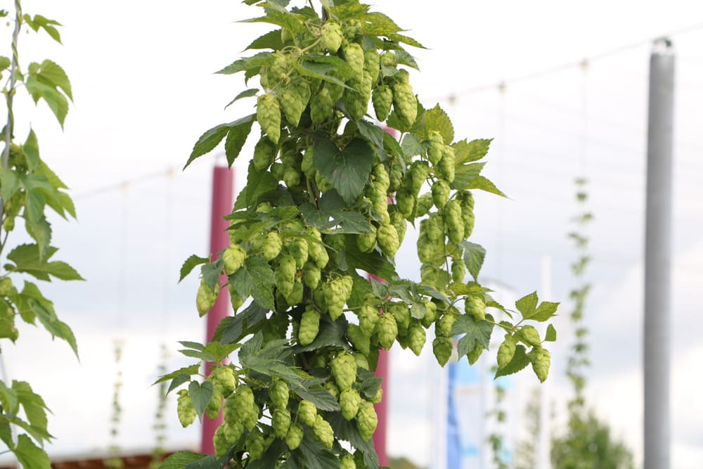 Hopfen - Humulus