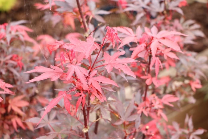 japanischer Fächerahorn - Acer palmatum