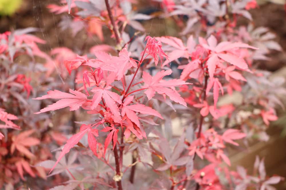 Japanischer Ahorn, Rot- und Fcherahorn - Pflege-Anleitung - Hausgarten.net
