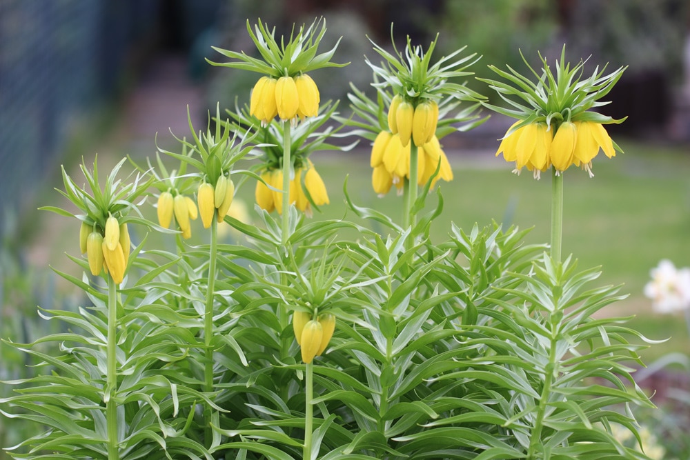 kKaiserkrone - Fritillaria imperialis