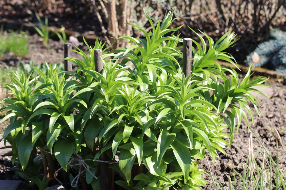 kKaiserkrone - Fritillaria imperialis