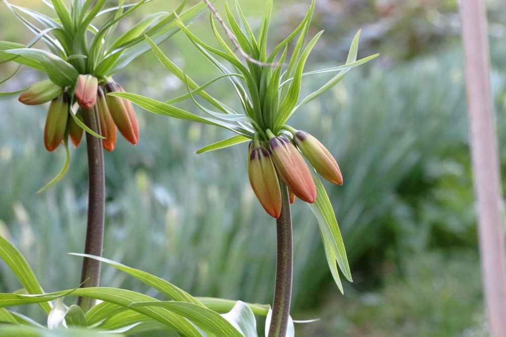 kKaiserkrone - Fritillaria imperialis