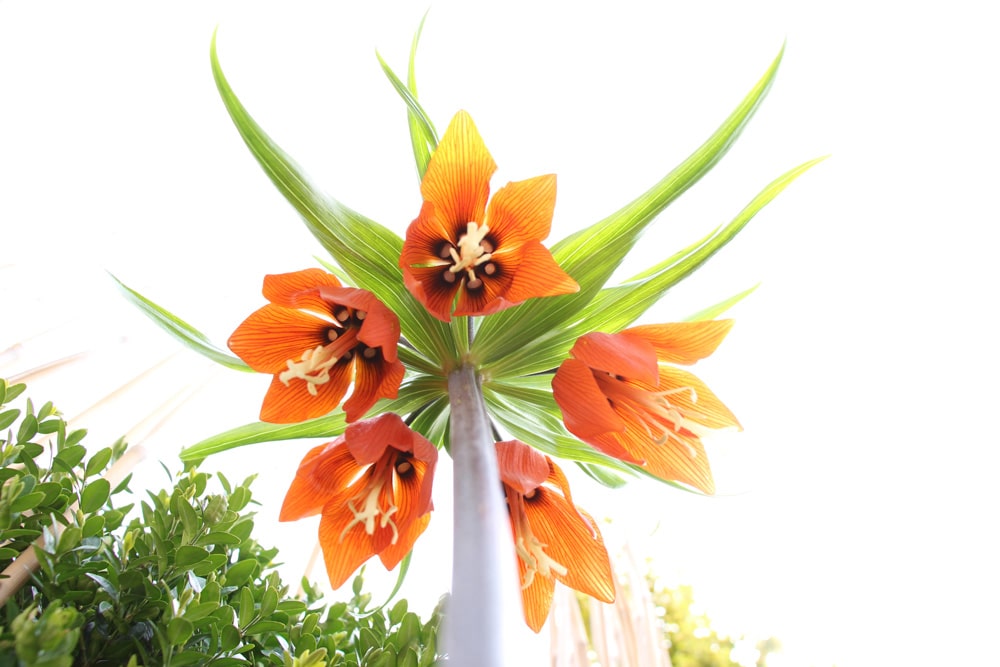 kKaiserkrone - Fritillaria imperialis