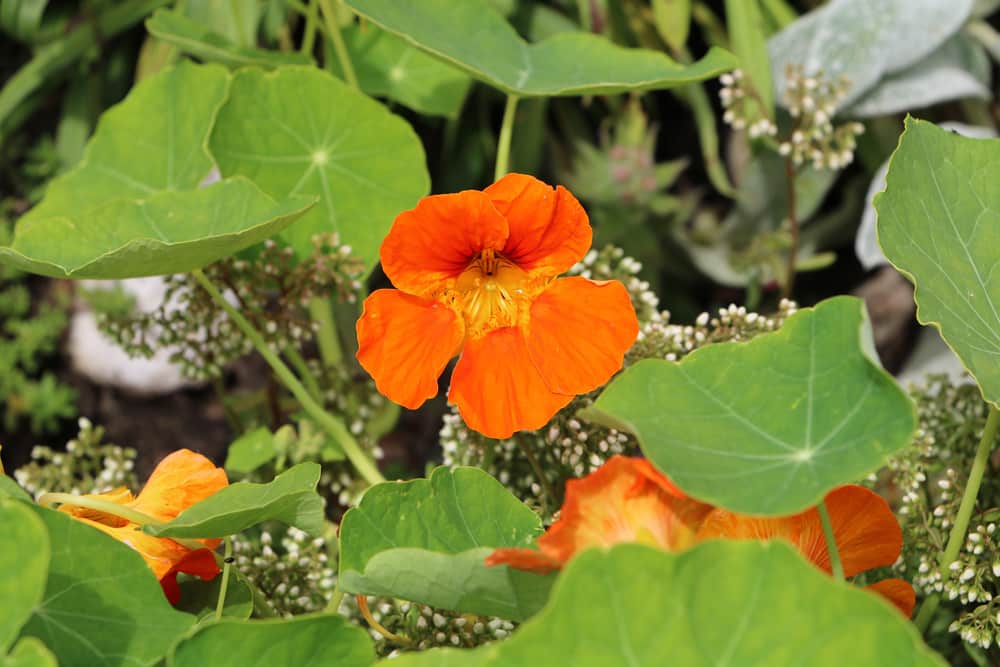 Kapuzinerkresse - Tropaeolum