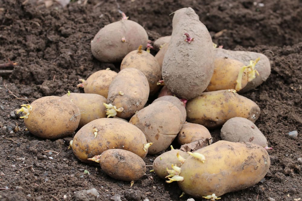 Kartoffeln Anbauen