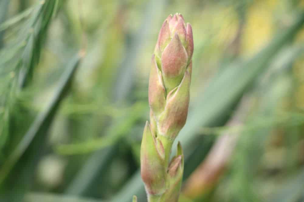 Kerzenpalmlilie - Yucca gloriosa blüht