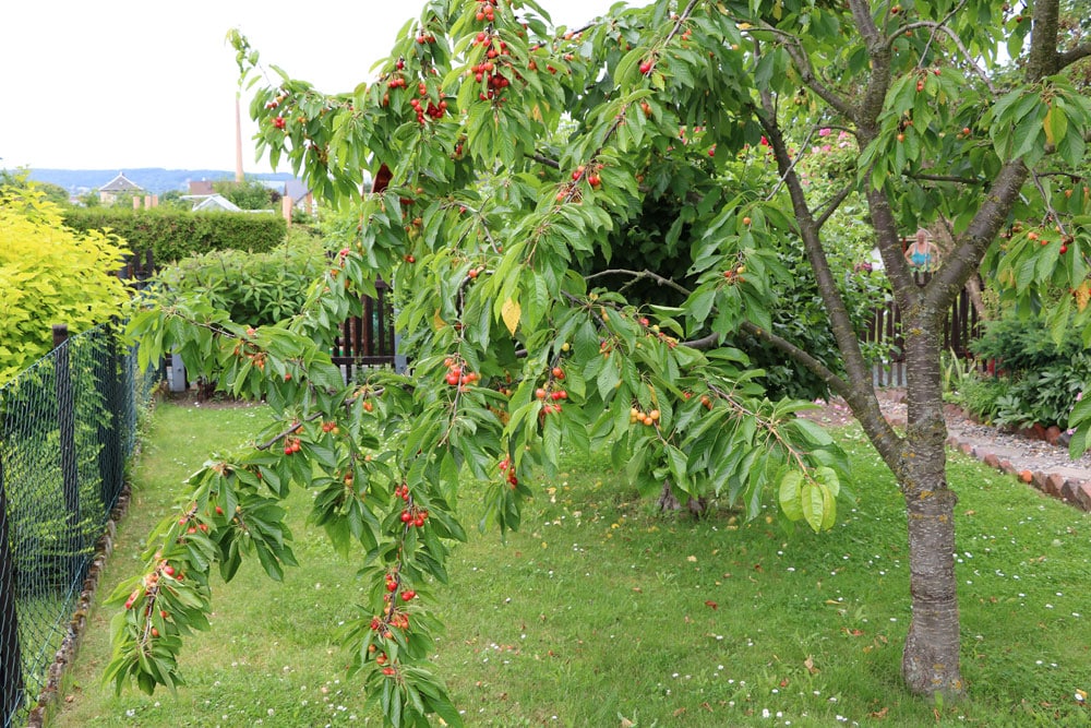 Kirschbaum schneiden