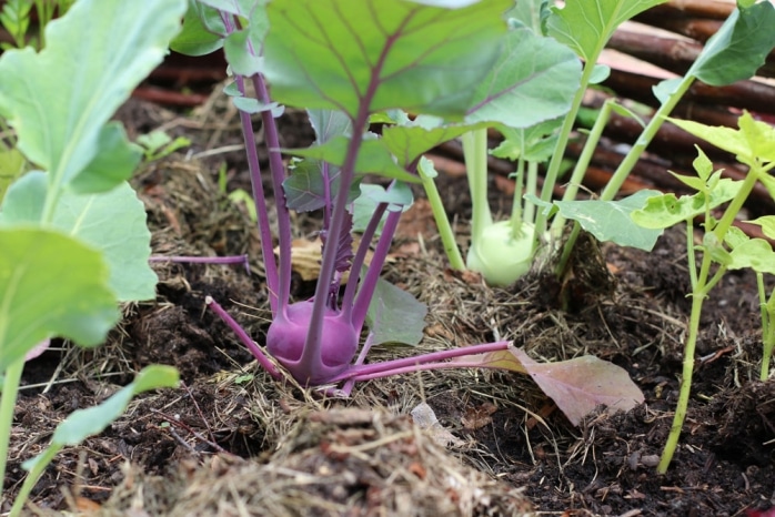 Kohlrabipflanzen