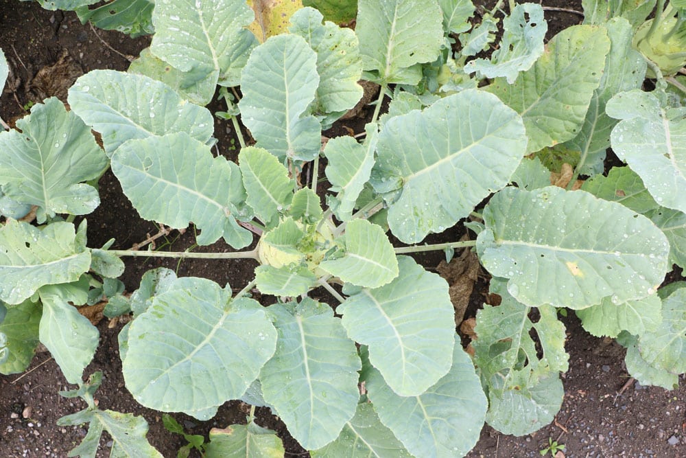 Kohlrabi Pflanzen