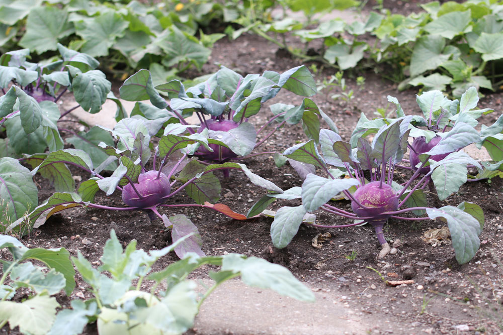 Kohlrabi