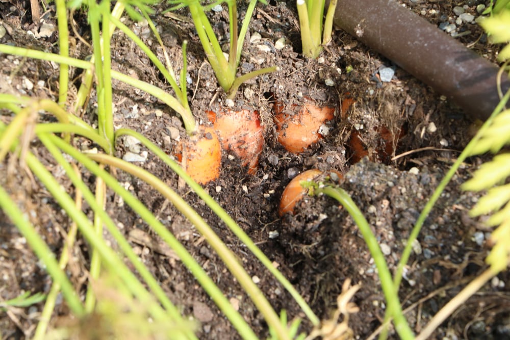 Möhre - Karotte - Daucus carota