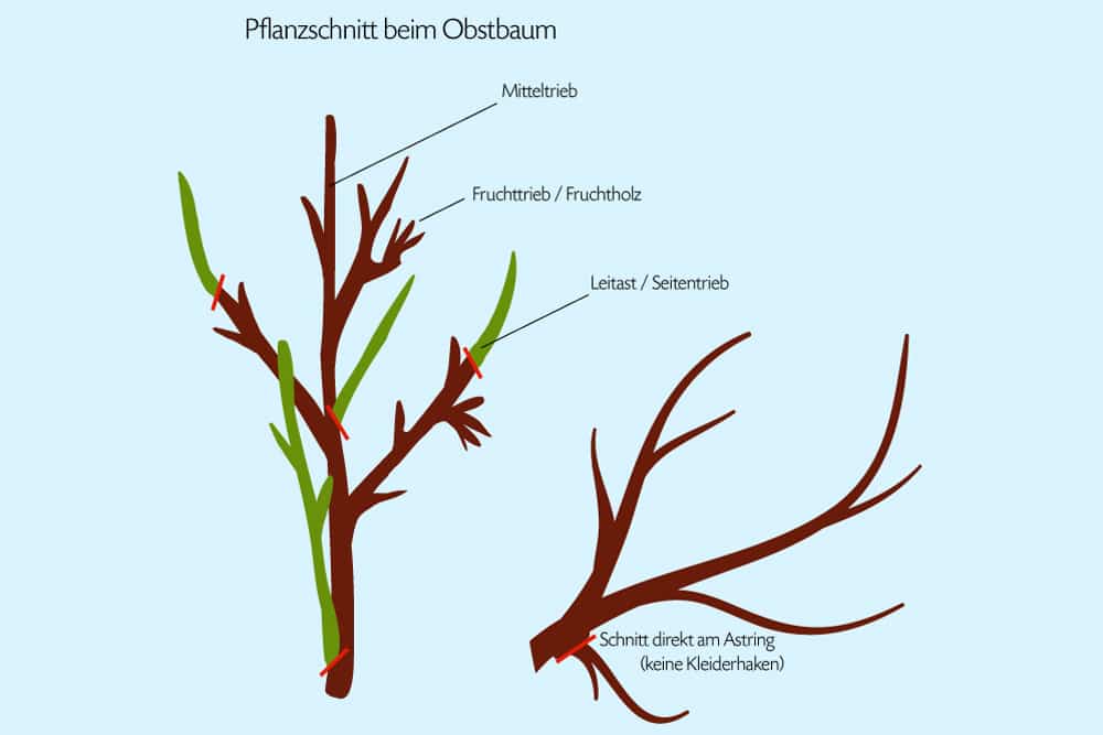 Pflanzschnitt beim Kirschbaum