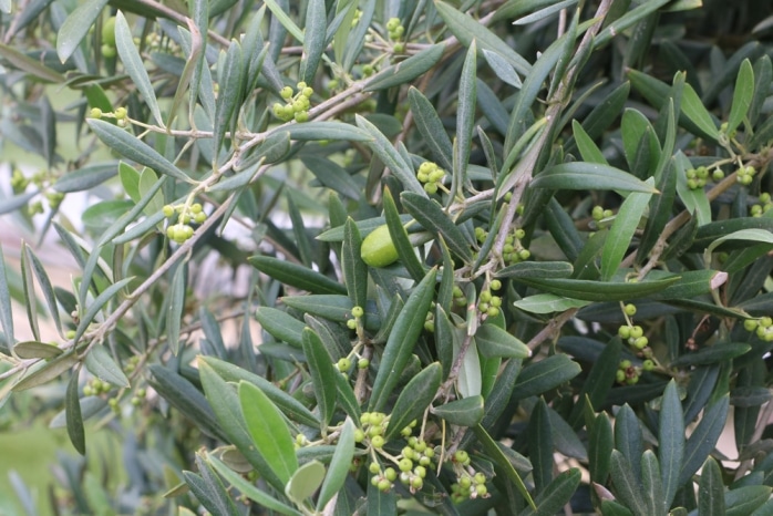 Wann Bekommt Der Olivenbaum Neue Blätter Früchte am Olivenbaum - wann sind die Oliven reif zur Ernte