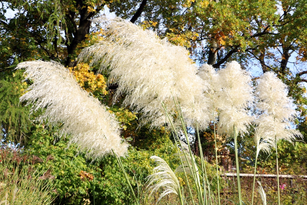 Pampasgras - Cortaderia sellona