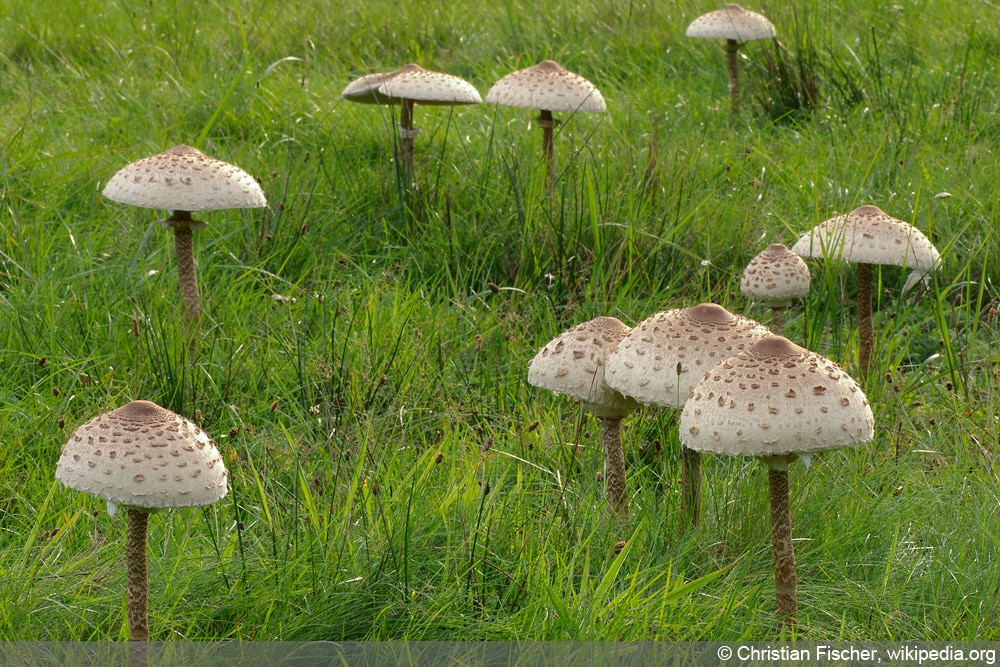 Parasol-Pilz