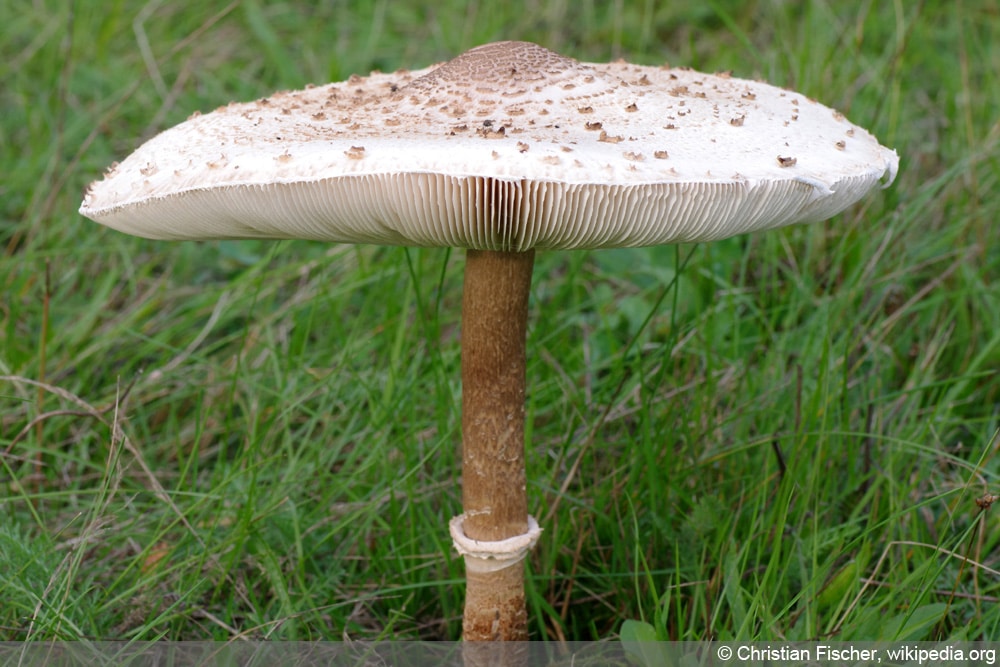 Parasol Pilz