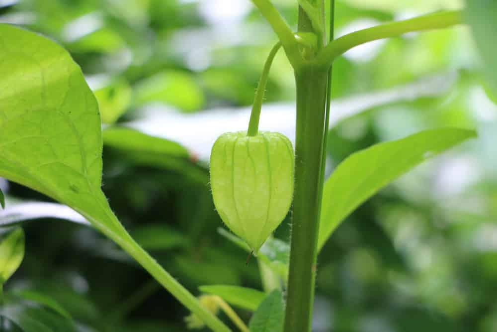 Physalis ausgeizen