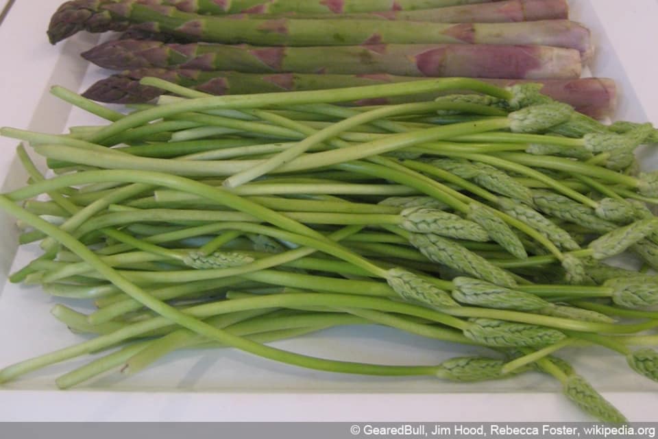 Wilder Spargel wo wächst er? So kann man ihn anbauen