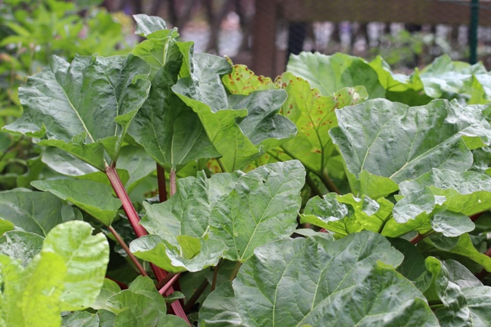 54+ Ist Rhabarber Gemüse Oder Obst, Rhabarber ist gemüse, weil wir