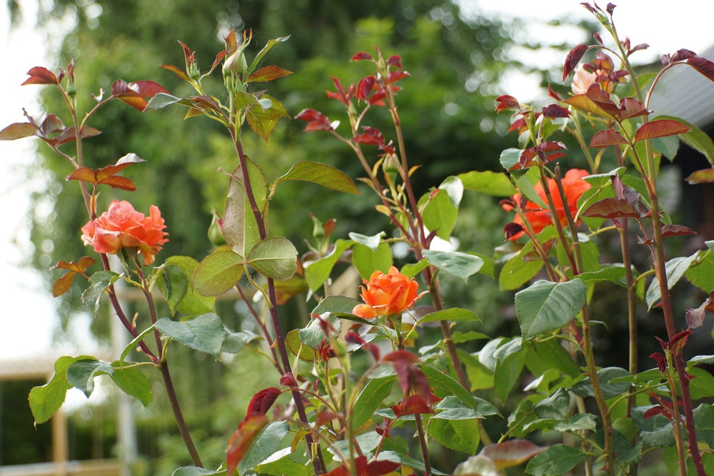 Rosenpflege im Sommer