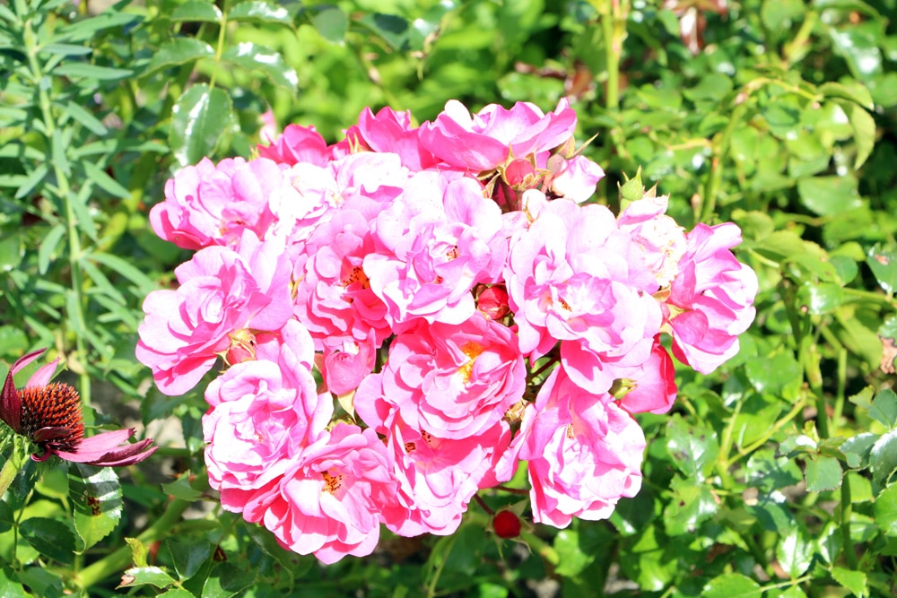 Rosen im Sommer