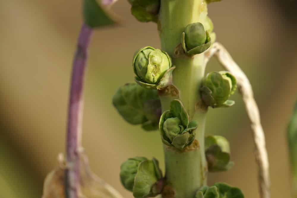 Rosenkohl - Brüssler Kohl - Brassica oleracea var. gemmifera