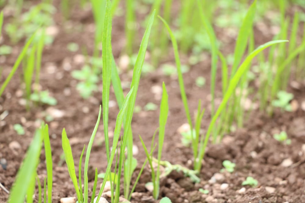 Garten-Schwarzwurzel anbauen - Aussaat, Pflege und Ernte