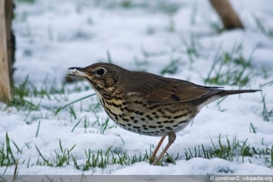 Singdrossel im Winter