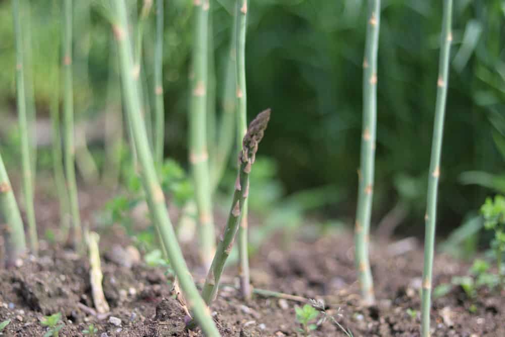 grüner Spargel