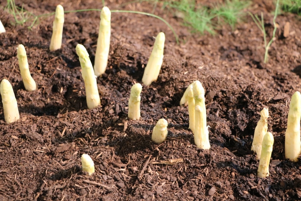 Wilder Spargel wo wächst er? So kann man ihn anbauen