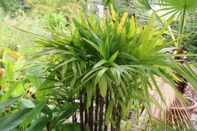 Steckenpalme - Rhapis excelsa