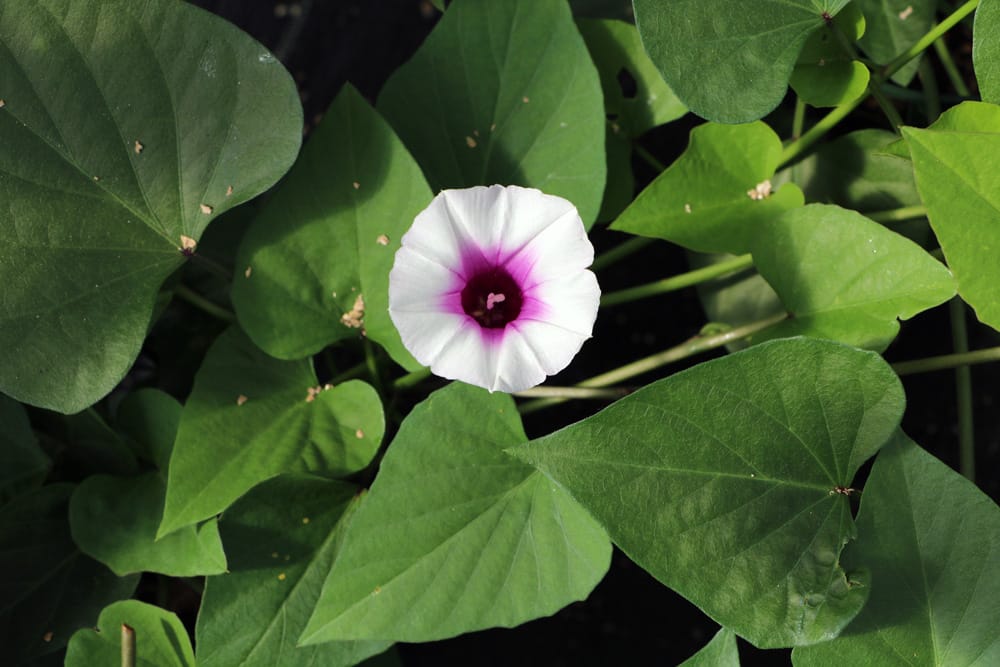 Süßkartoffel - Ipomoea batata blüht