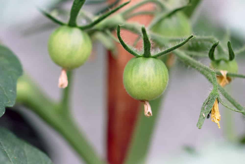 Tomatenpflanze blüht mit Frucht