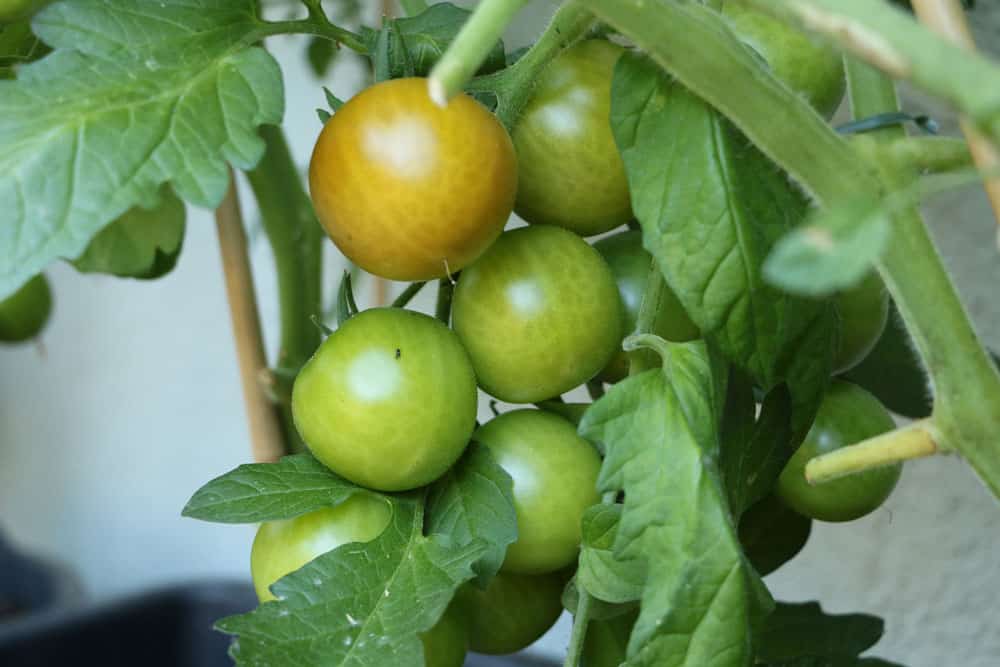 Tomaten - Solanum lycopersicum