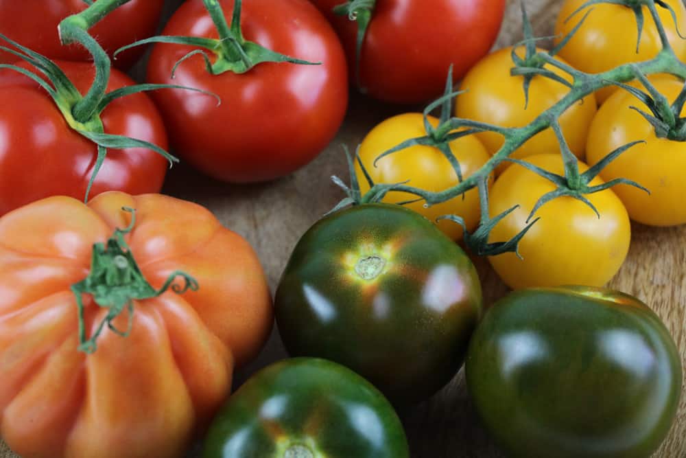 Tomatensorten - Tomatenpflege
