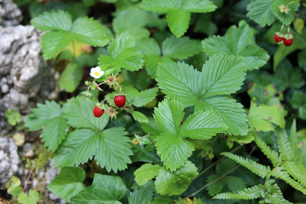 Monatserdbeeren