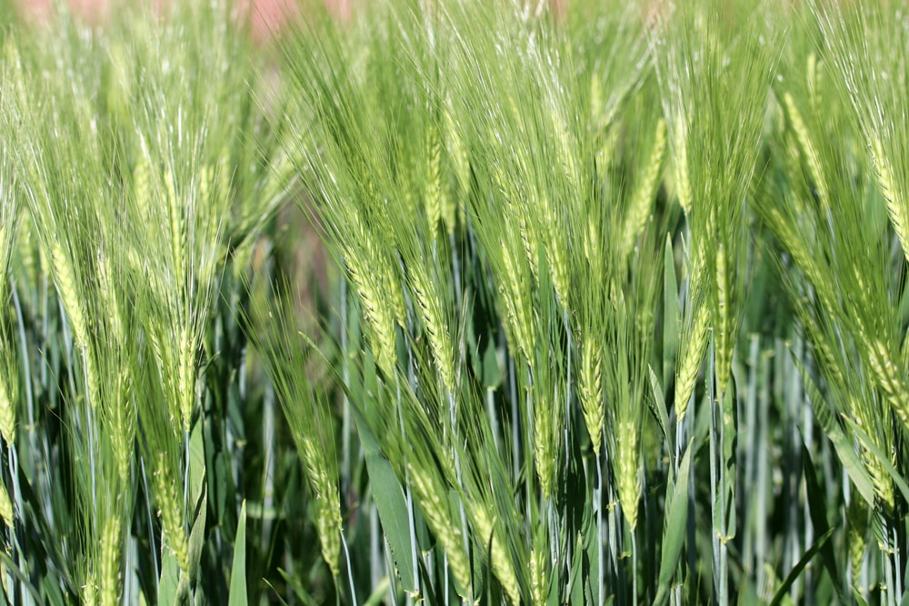 Wintergerste - Hordeum vulgare