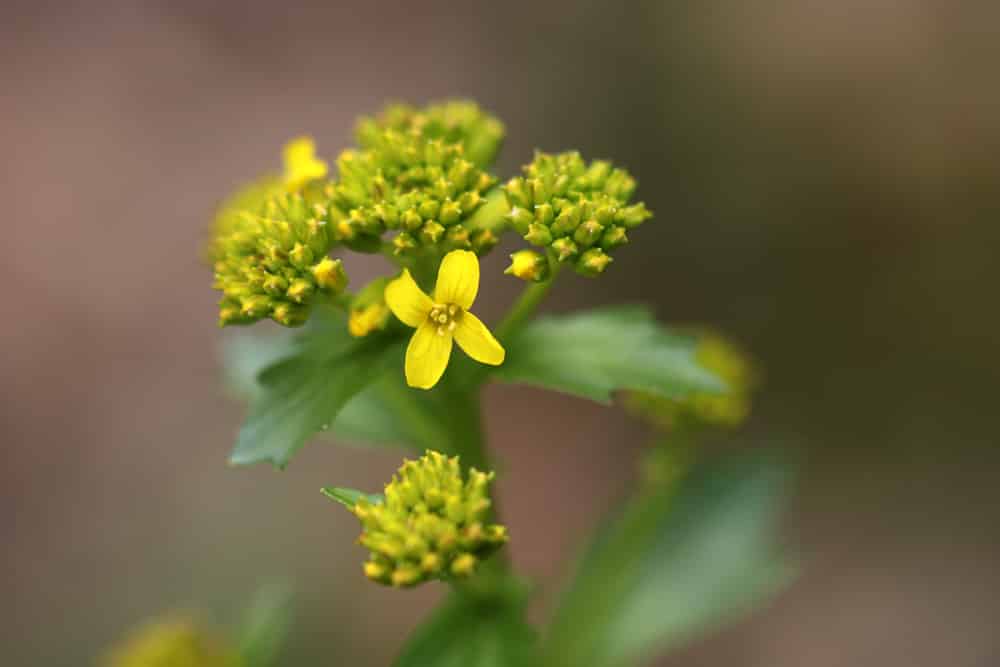 Winterkresse - Barbarakraut - Barbarea vulgaris