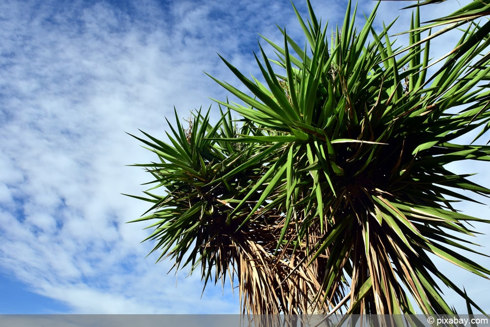 Yucca-Palme im Garten nach drauen stellen - ab wann ist es mglich? -  Hausgarten.net
