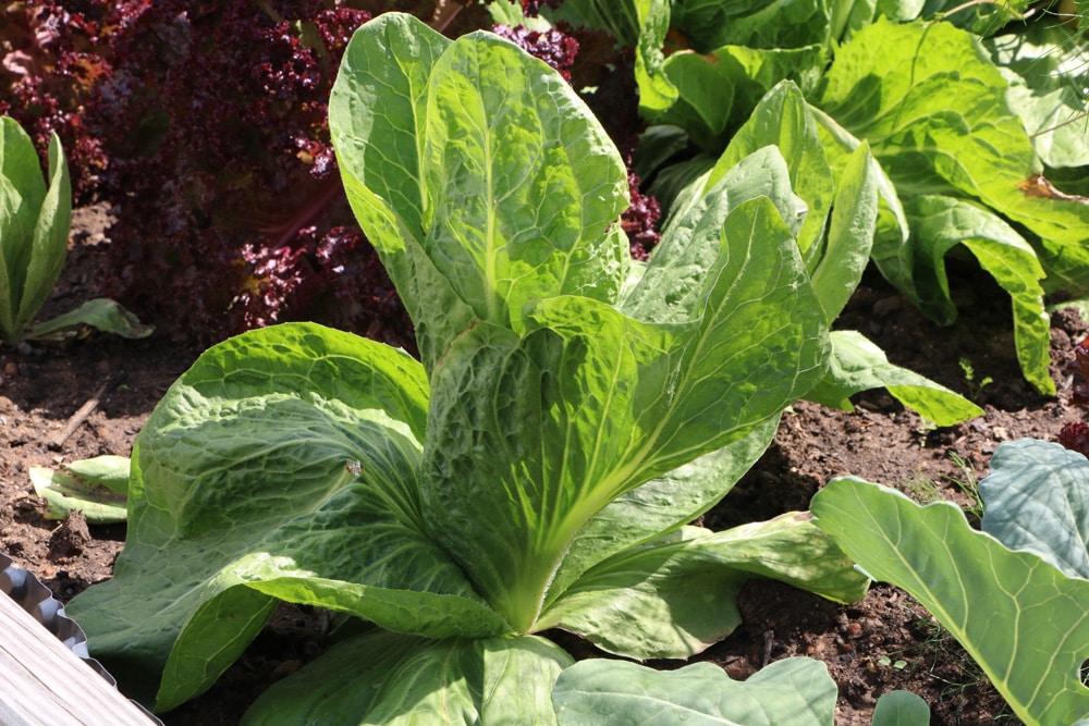Zuckerhut-Salat pflanzen - so gelingt der Anbau von Fleischkraut -  Hausgarten.net