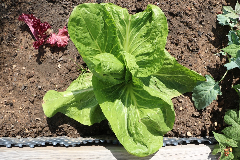 Zuckerhut - Fleischkraut - Cichorium intybus