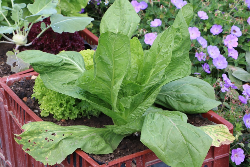 Zuckerhut - Fleischkraut - Cichorium intybus