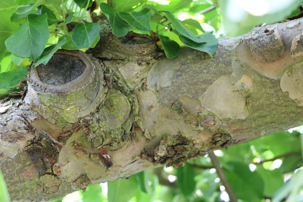 Obstbaumschnitt im Herbst