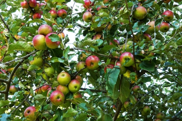 Obstbäume richtig pflanzen Welche nebeneinander pflanzen
