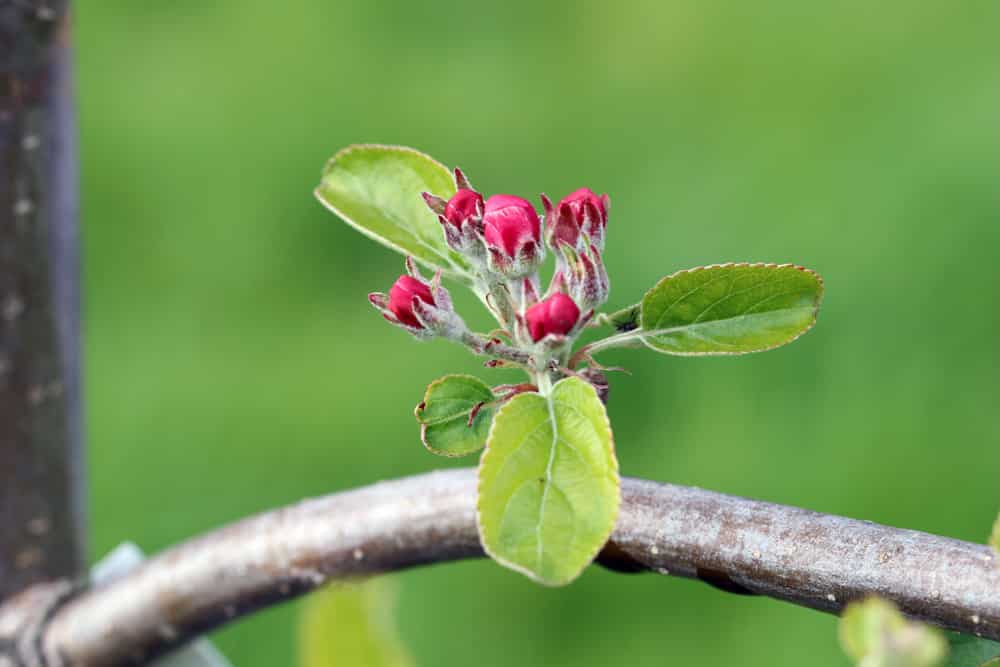 Apfel - Malus Blüte