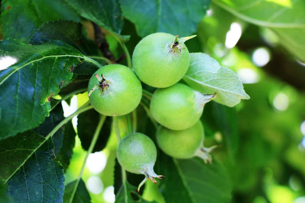 Wo hängt das Obst am Apfelbaum? Die Fruchttriebe des Apfels