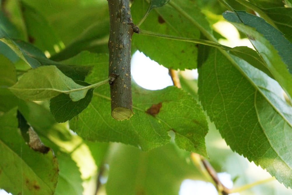 Apfelbaum schneiden