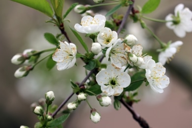 Apfelblüte - Malus