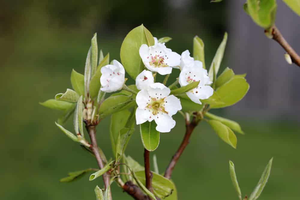 Birne - Pyrus - Blüte