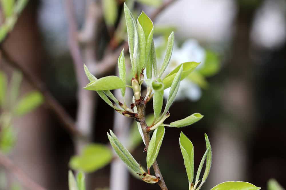 Birne - Pyrus - junge Triebe